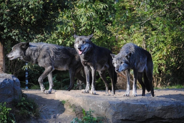 Волки уничтожили 15 овец на севере Удмуртии