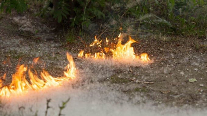 В Удмуртии зафиксировали первые случаи возгорания тополиного пуха