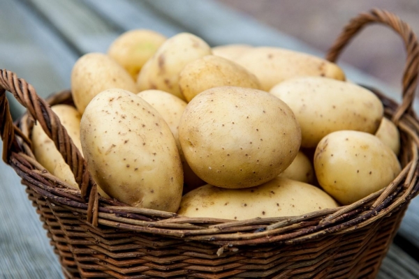 Фермеры прогнозируют подорожание картофеля в России