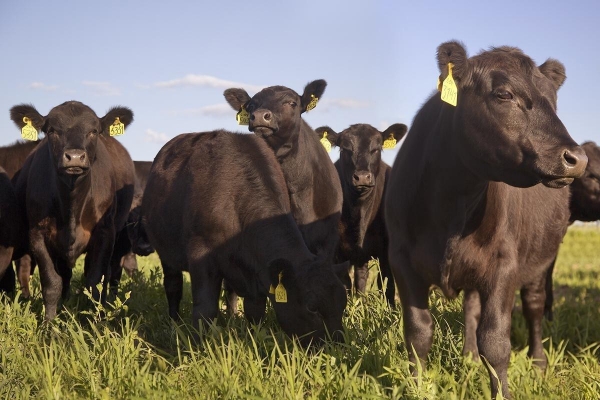 На 64% увеличилось поголовье мясного скота в Удмуртии 