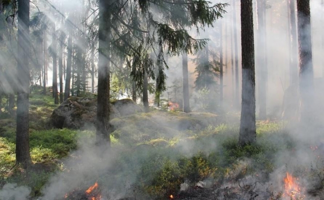 В Ижевске проводят проверку по факту пожара в лесной зоне в парке Кирова