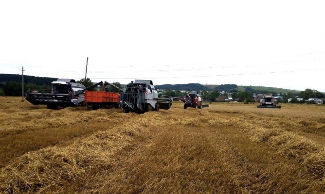 Уборку зерновых в Удмуртии завершили на 36 процентов
