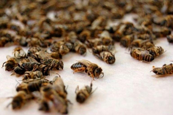 Массовую гибель пчел зафиксировали в нескольких районах Удмуртии