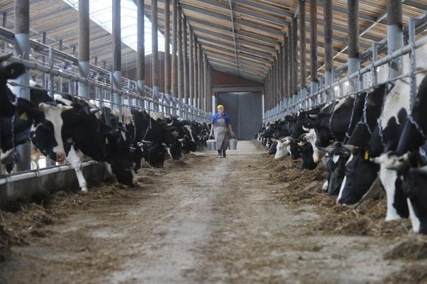 Объемы производства молока в Удмуртии выросли на 5,8%