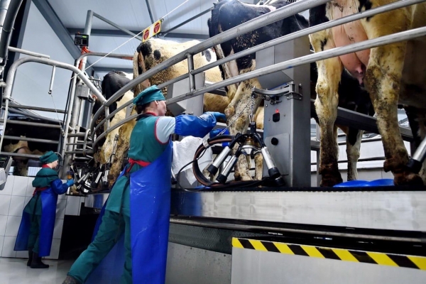 Производство молока по итогам 2019 года в Удмуртии увеличилось на 8%