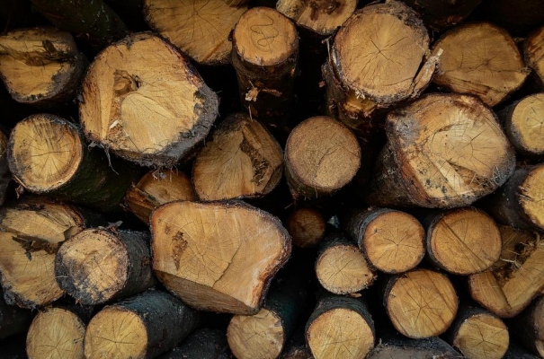 Пятерых жителей Удмуртии осудили за незаконную рубку леса на 2,5 млн рублей