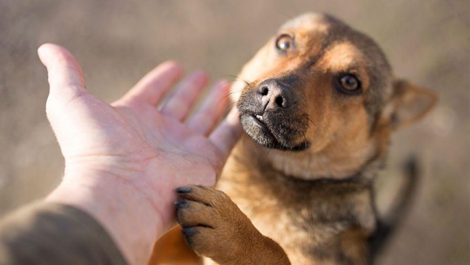 В Удмуртии появится Совет по вопросам ответственного обращения с животными
