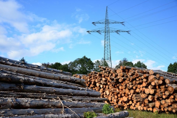Пункты приема и обработки древесины в Удмуртии начнут штрафовать за нарушения