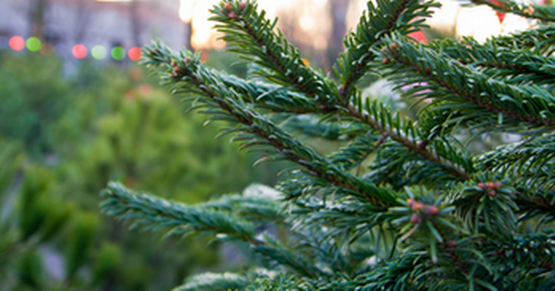 В Ижевске откроют 44 ярмарки по продаже новогодних елок 