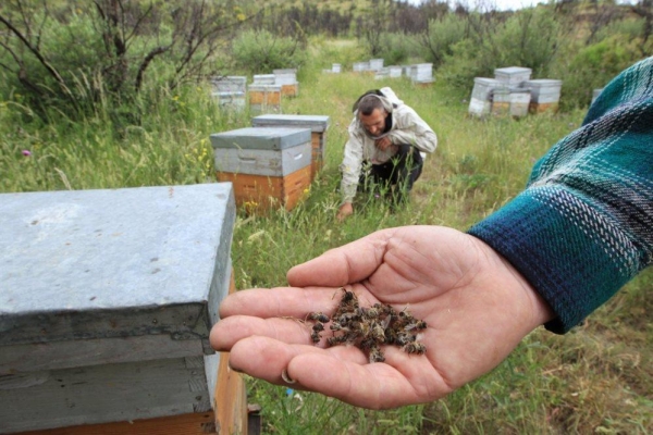 Массовую гибель пчел зафиксировали на 49 пасеках Удмуртии