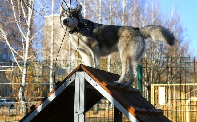 Вторую площадку для выгула собак открыли в Ижевске