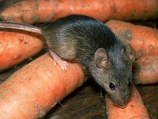 250 жителей Удмуртии переболели «мышиной лихорадкой» в этом году