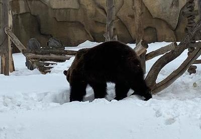 В зоопарке Удмуртии проснулся бурый медведь