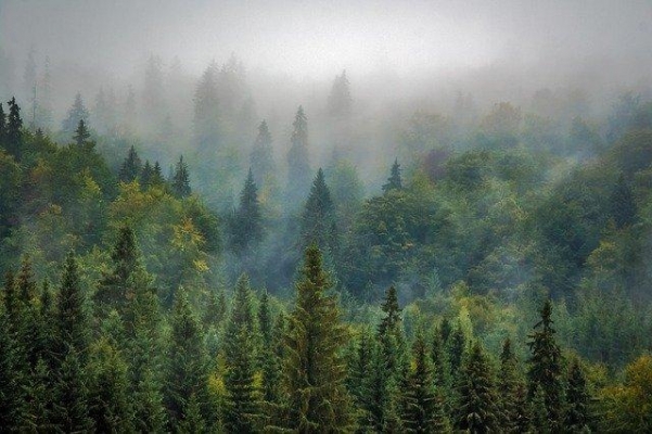 В Удмуртии незаконно вырубили деревья на сумму почти 4 миллиона рублей