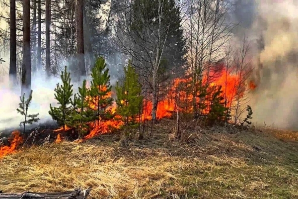 Чрезвычайная пожарная опасность установилась в лесах Удмуртии 