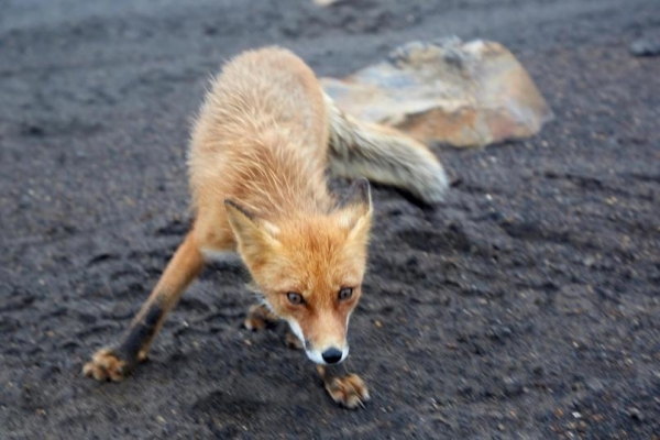 Восьмой случай бешенства в Удмуртской Республике: выявлена больная лиса в Сарапуле