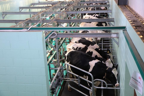 Надои молока в Удмуртии выросли на 5,1 процент за 7 месяцев