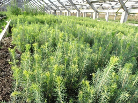В Якшур-Бодьинском районе Удмуртии высадят новый лес