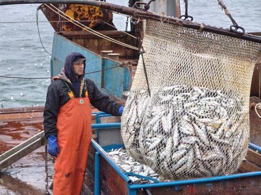 Поставка импортной рыбы в Россию в 2022 году сократится на треть