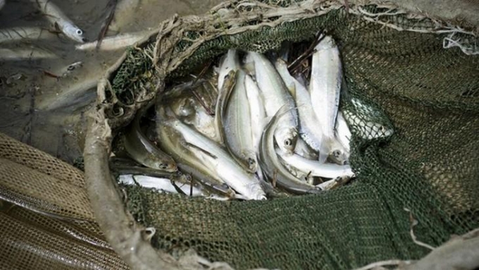 Двоих браконьеров задержали за лов рыбы сетями в Удмуртии