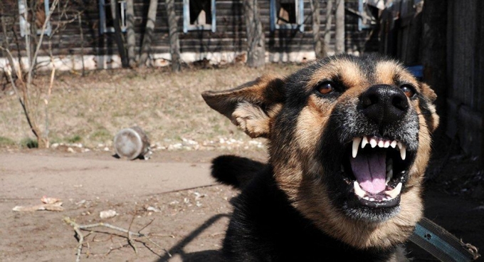 На жительницу Ижевска напала стая бродячих собак 