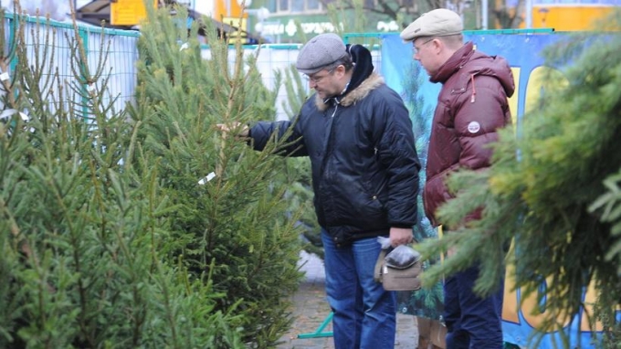 Где в Ижевске купить новогоднюю живую елку