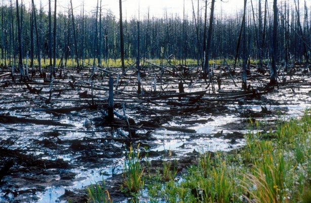 Факт загрязнения с ущербом в 1,3 млн рублей выявили в лесах Удмуртии