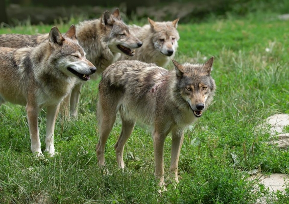 Волки загрызли трех телят на ферме в Удмуртии 
