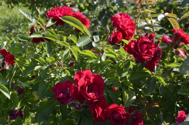 Удмуртский ботанический сад перейдет в ведение Минприроды республики