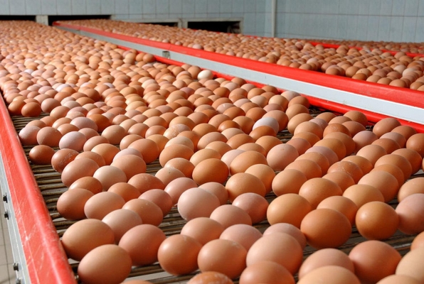 Потребление яиц в Удмуртии в два раза выше, чем в среднем по России