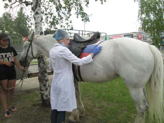 Ветеринары проверили состояние животных, катающих детей у ТЦ «Радуга» в Ижевске