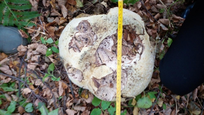 Школьники нашли гигантские грибы, занесенные в Красную книгу Удмуртии