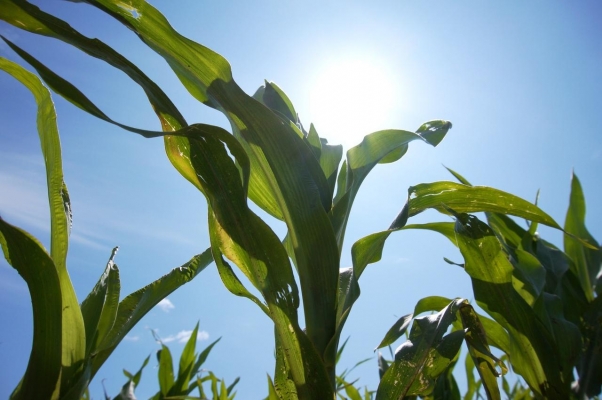 В отрасли сельхозпроизводства вводится страхование урожая по риску ЧС