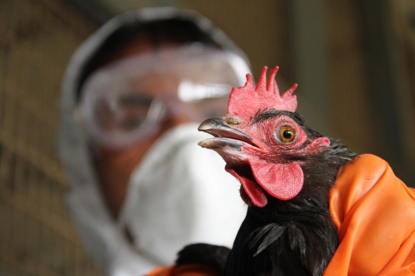 Перелетные птицы могут занести в Удмуртию птичий грипп 