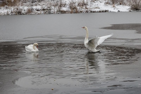 Минприроды Удмуртии: не пытайтесь спасать замерзающих лебедей самостоятельно