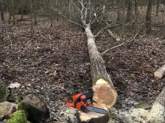 Женщина погибла во время рубки деревьев в Завьяловском районе Удмуртии