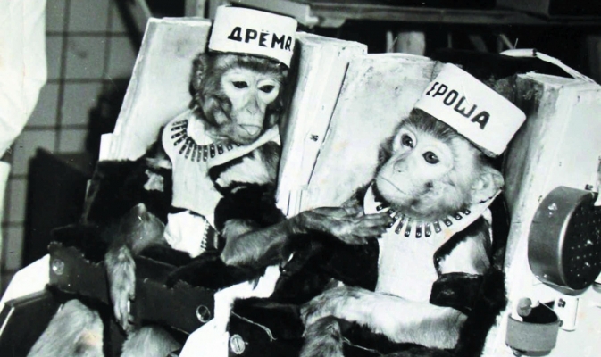 В России начались испытания вакцины от коронавируса на обезьянах