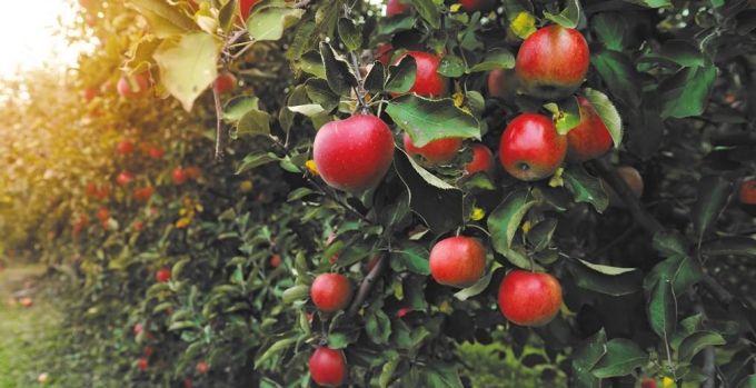 РСХБ выяснил любимый цвет и вкус яблок россиян