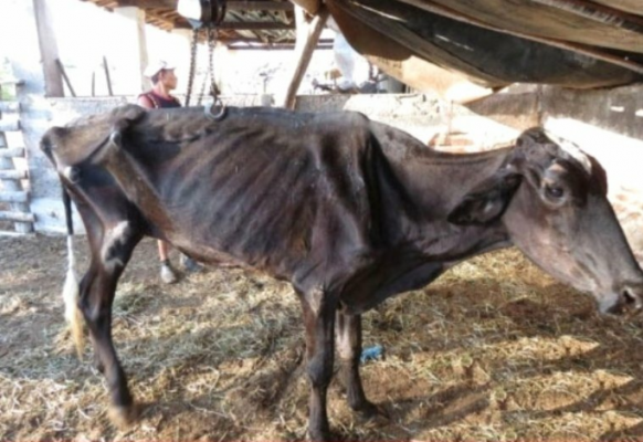 Минсельхоз Удмуртии рассмотрит вопрос об изъятии истощенных коров в Ярском районе