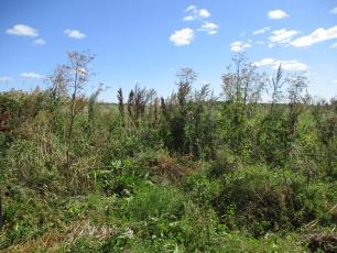 За зарастание участка сорняками землевладельцу в Удмуртии грозит штраф в 50 тысяч рублей 