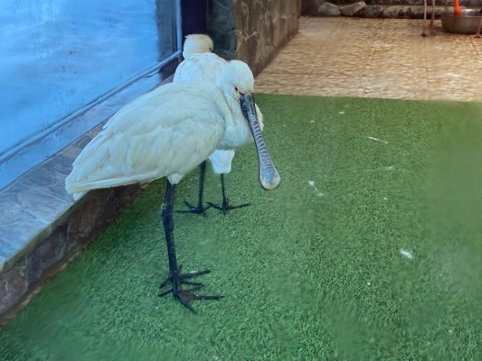 Экзотическая птица появилась в зоопарке Ижевска