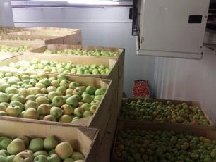 453 кг незаконно ввезенной плодовоовощной продукции уничтожили в Удмуртии с начала года
