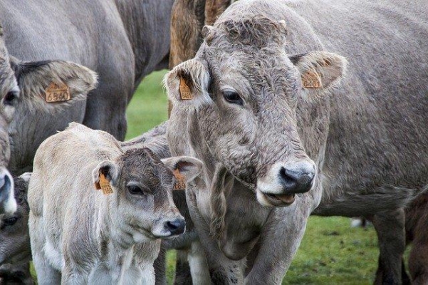 В Удмуртию ввезли 1262 головы импортного крупного рогатого скота