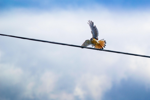 Нефтяную компанию в Удмуртии обязали обезопасить линии электропередач для птиц