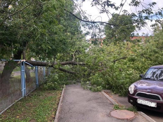 Дерево упало на автомобиль в Ижевске