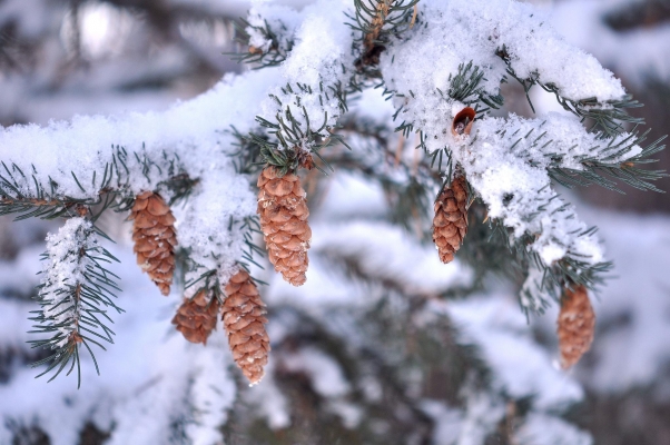 22 декабря в Удмуртии ожидается резкое похолодание до -20...-25°С 