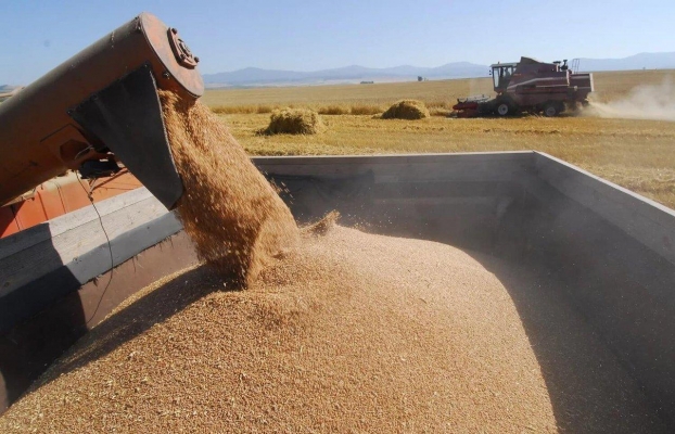 Несмотря на плохую погоду, в Удмуртии в 2019 году собрали зерна больше уровня прошлого года 