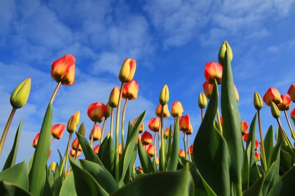 600 голландских тюльпанов украсят сквер имени Калашникова в Ижевске