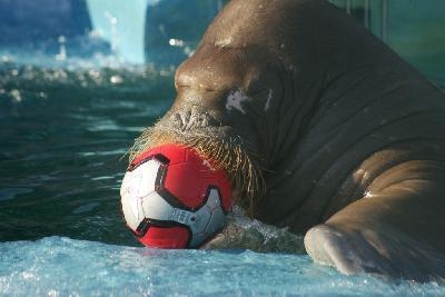 С 30 июля моржи и морские котики в зоопарке Удмуртии возобновят выступления  