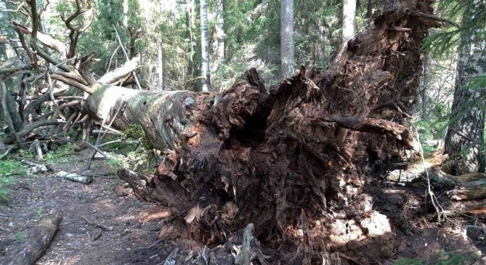 Прошедший в Удмуртии ураган повалил священное Чертово дерево